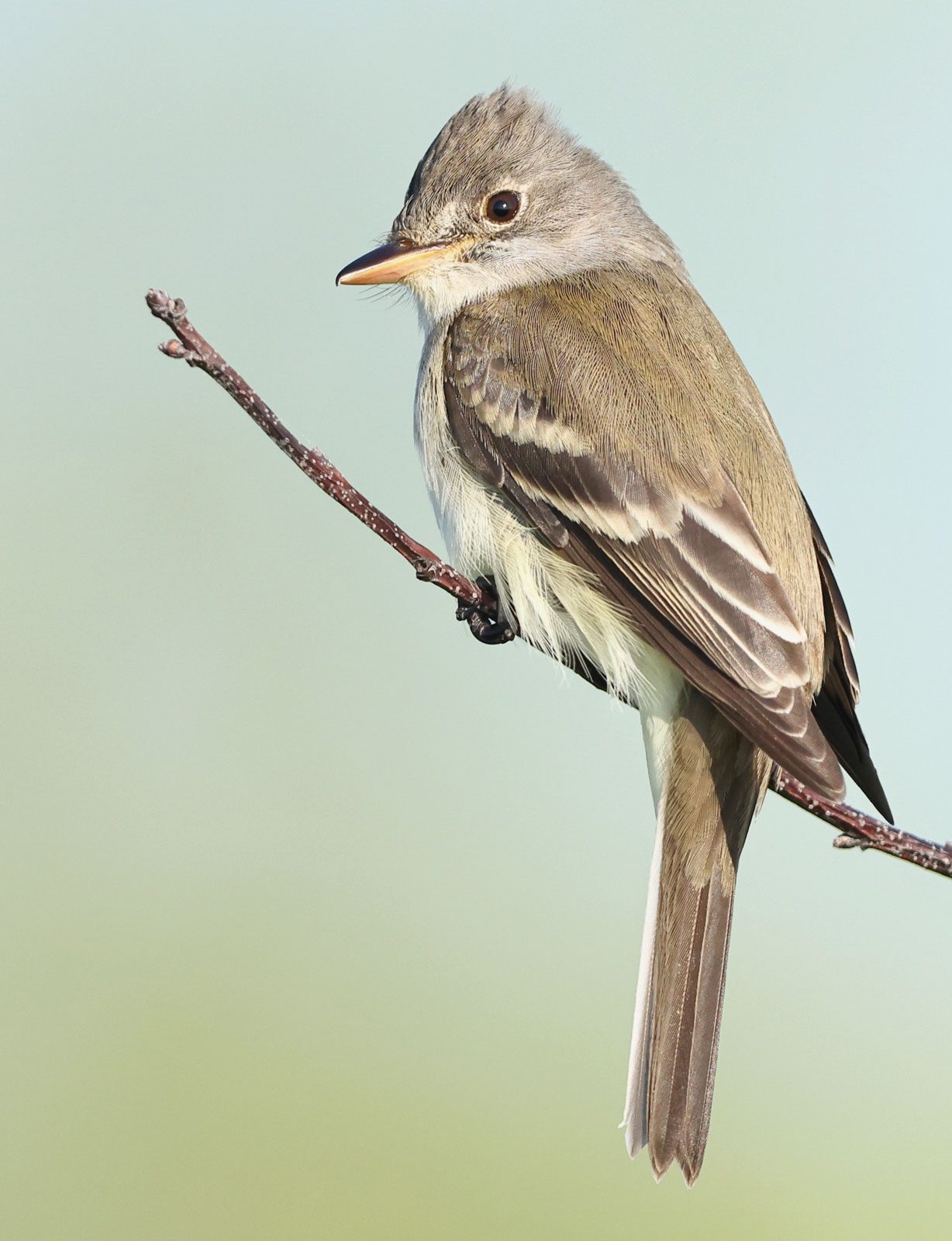 Endangered Willow Flycatchers in San Diego Are Adapting to Climate Change