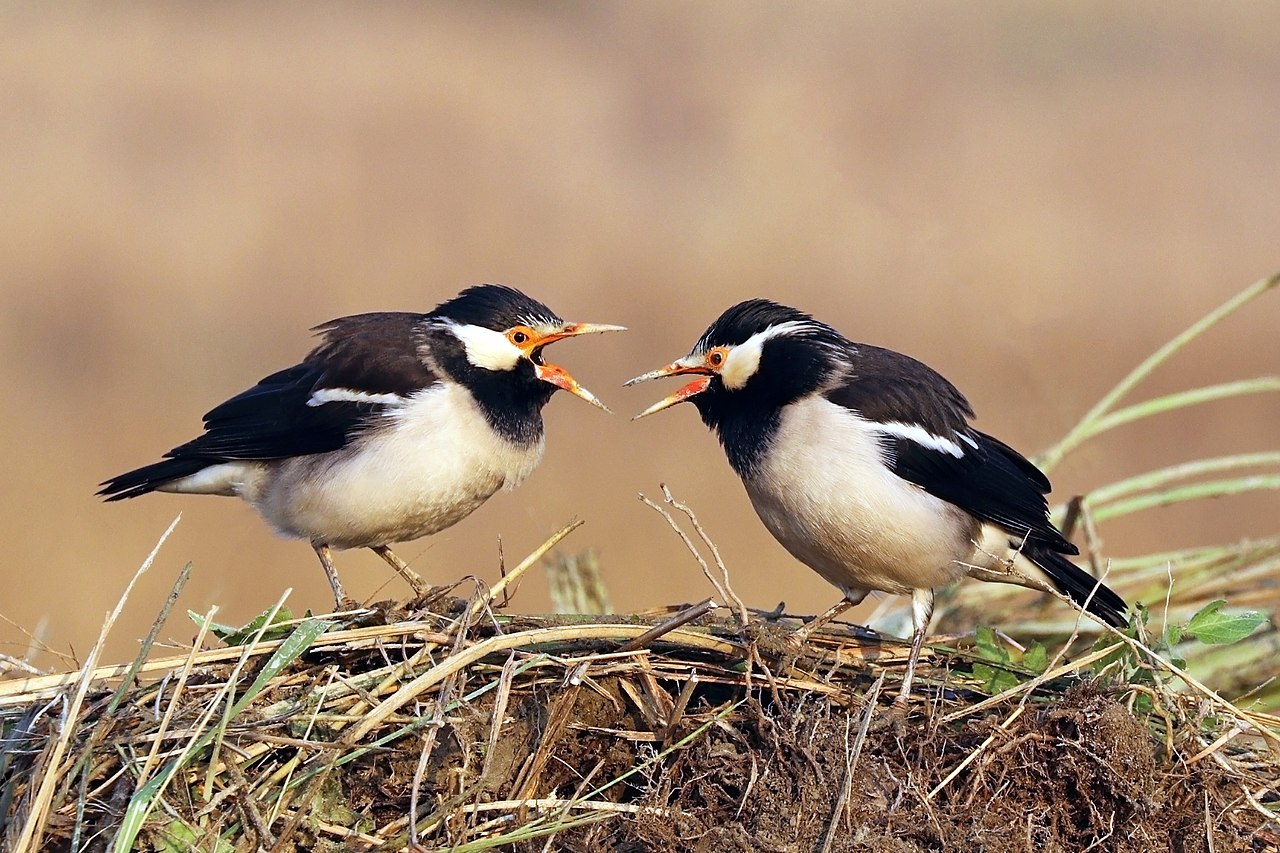 The Importance of Bird Conservation: Why Birds Matter in Ecosystems