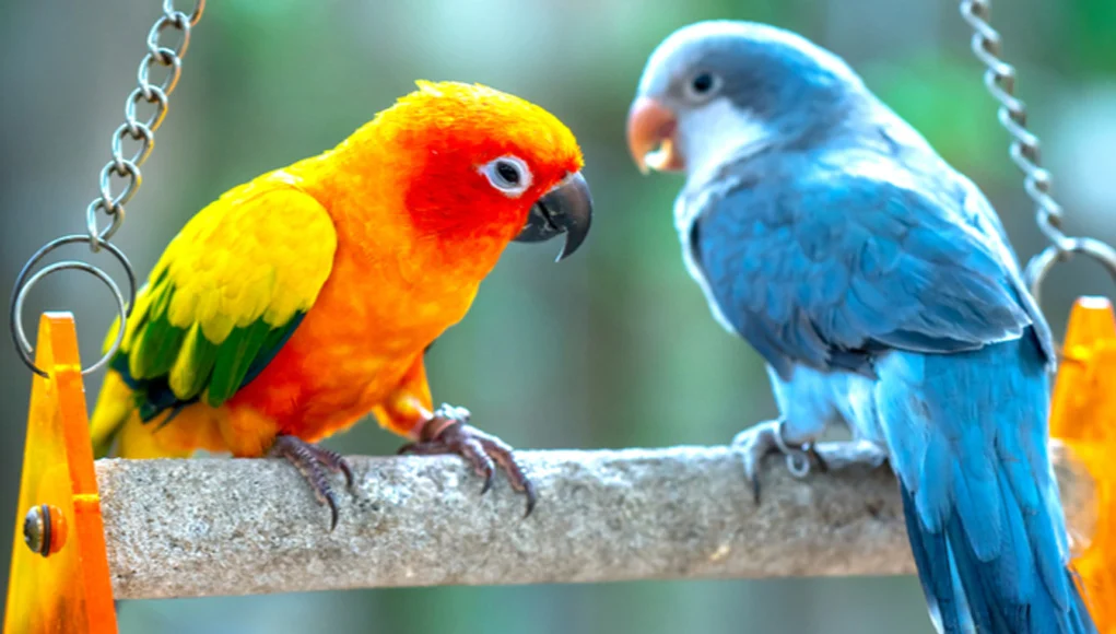 10 Most Popular Birds in the World