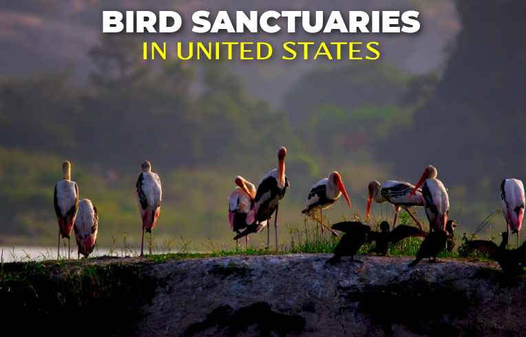 The 5 Coolest Wild Bird Sanctuaries in the US