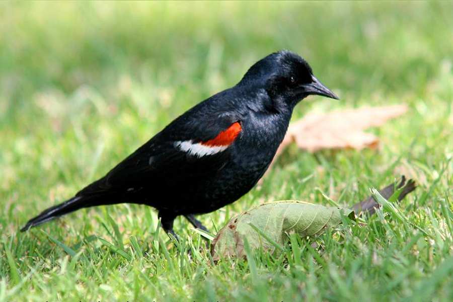 Conserving the Tricolored Blackbird through monitoring