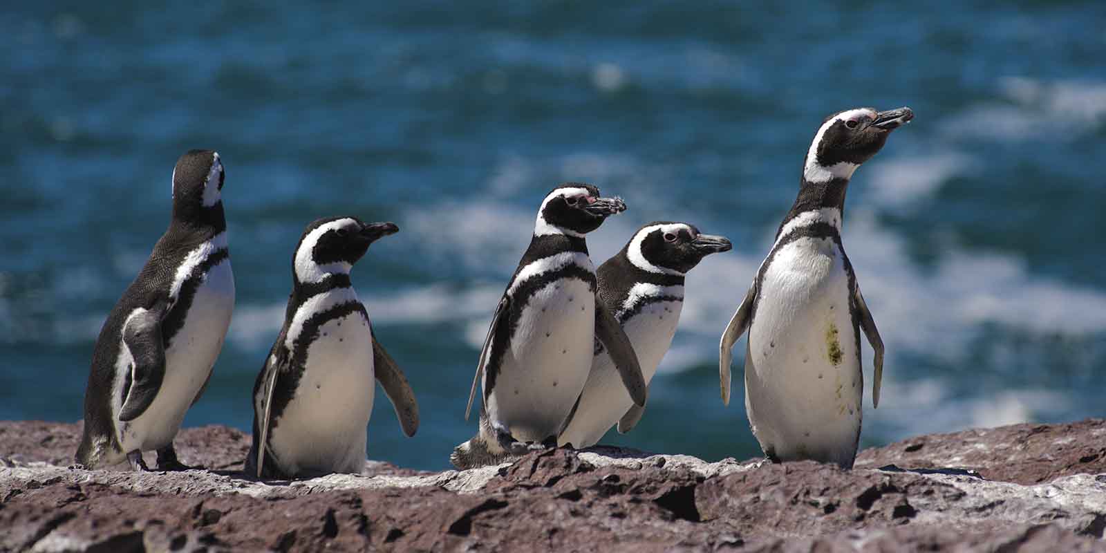 Wildlife and Glaciers of Patagonia