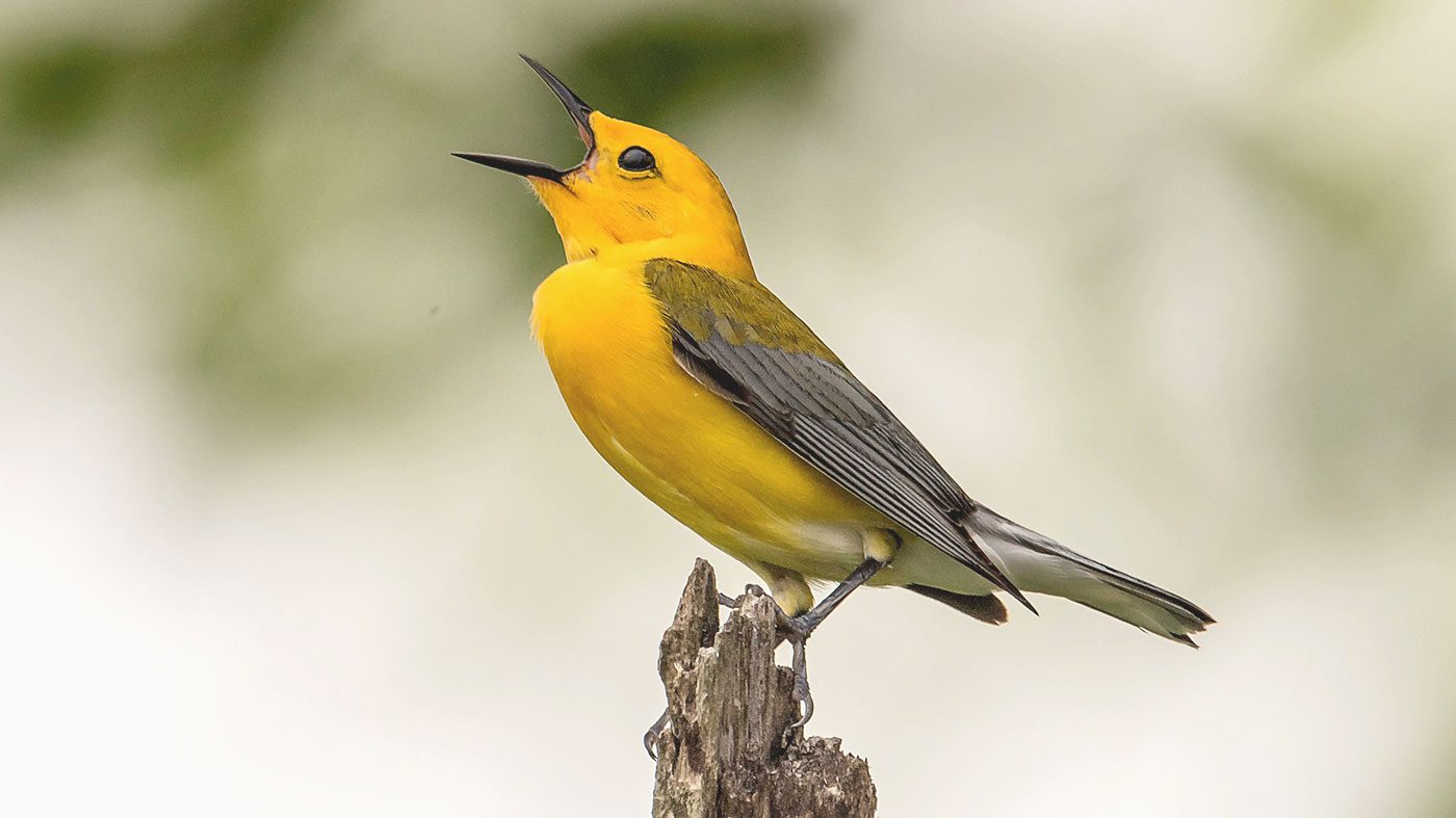 Bird ID Skills: How To Learn Bird Songs And Calls?