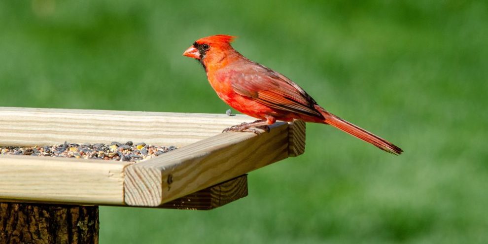 How To Choose The Right Kind Of Bird Feeder?