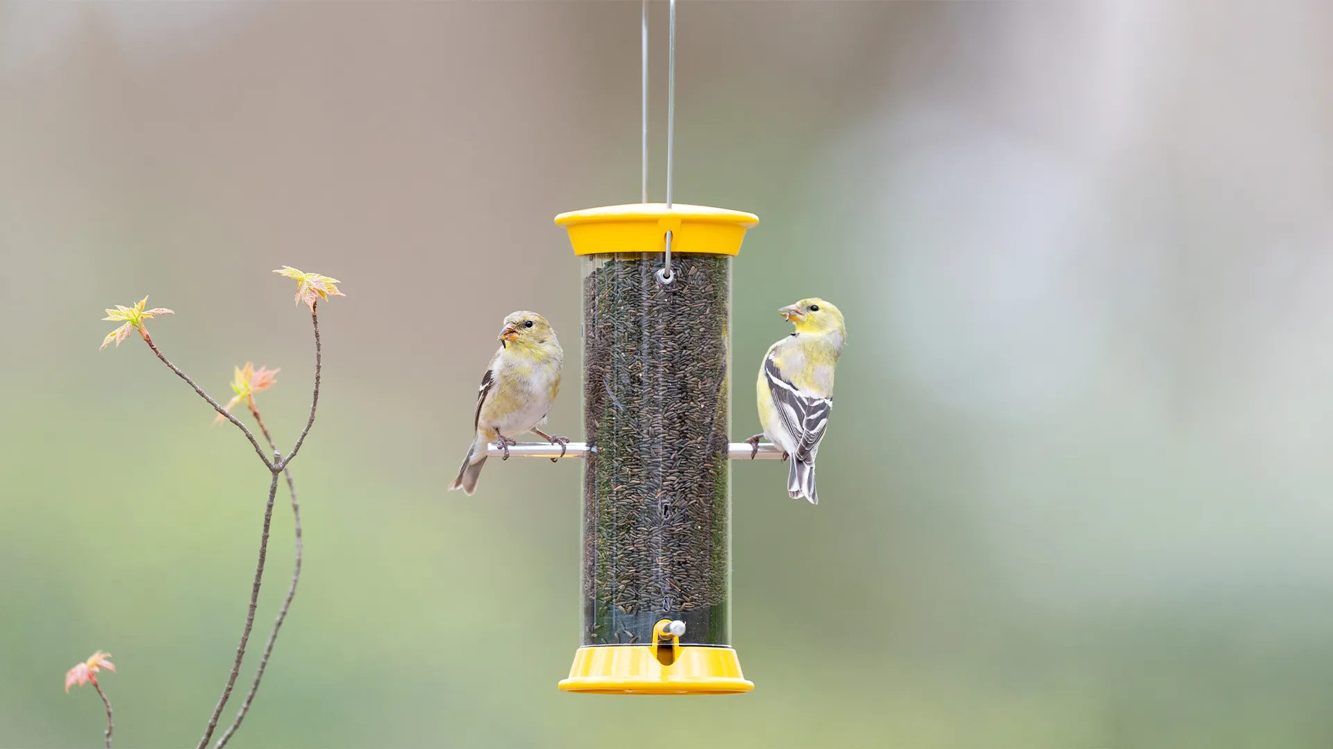 What To Feed Your Summer Bird Feeder Visitors 2024?