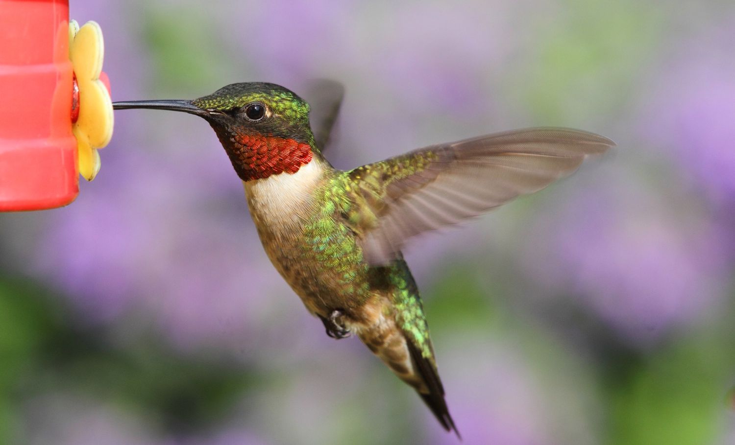 Summertime In The United States Of Hummingbirds