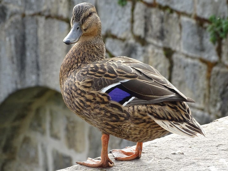 Male Waterfowl Need Bright Colors