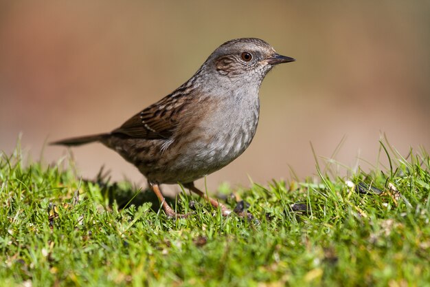 What Do Wrens Eat In the Winter?