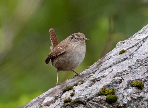 Month Do Wrens Migrate South
