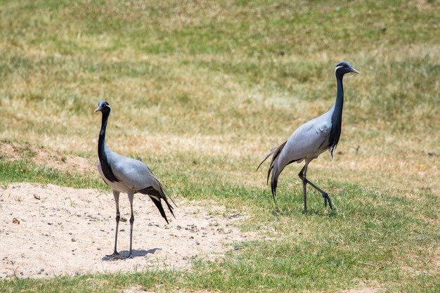 Demoiselle Crane Bird Symbolize