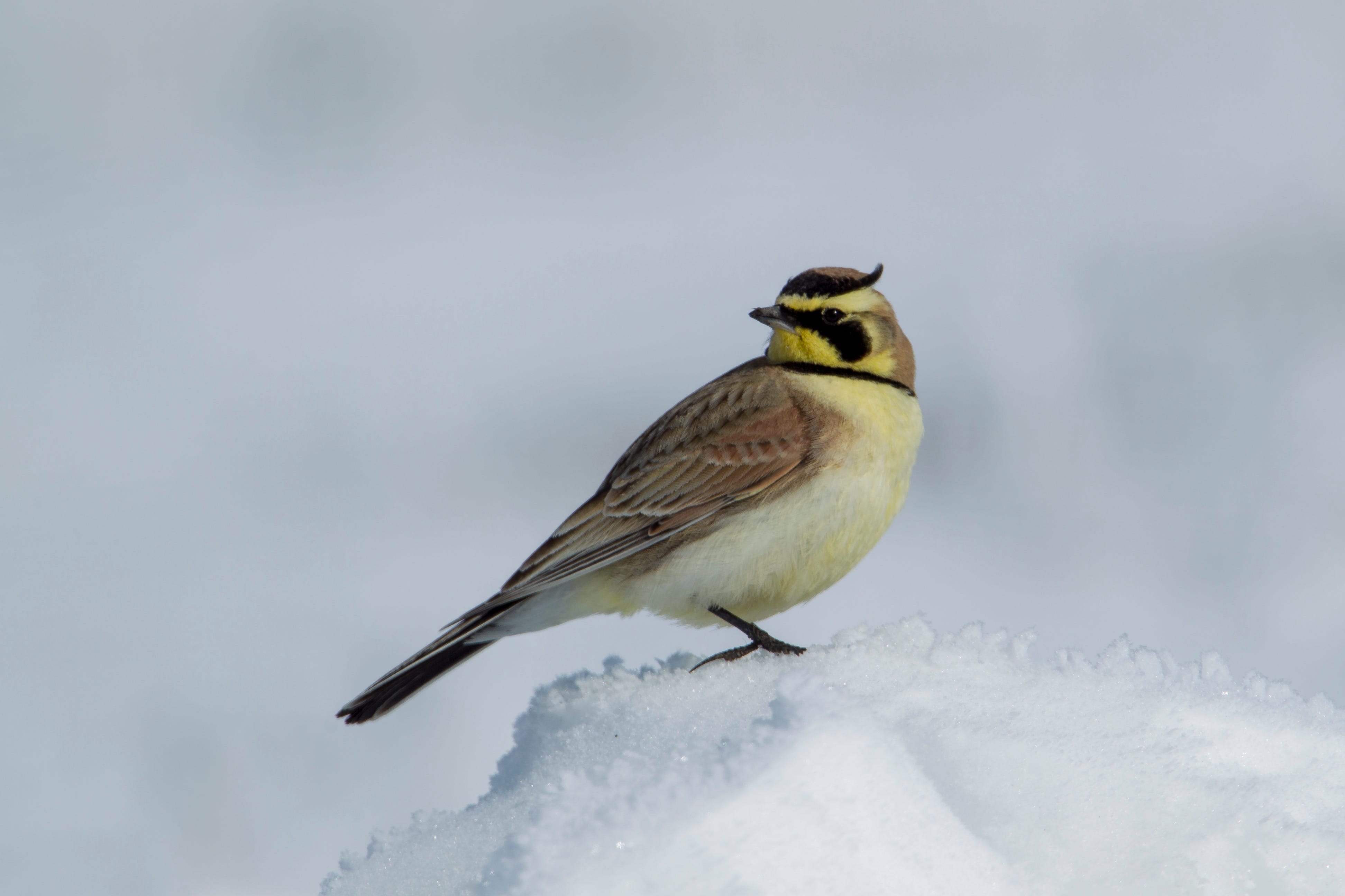 Streaked horned lark