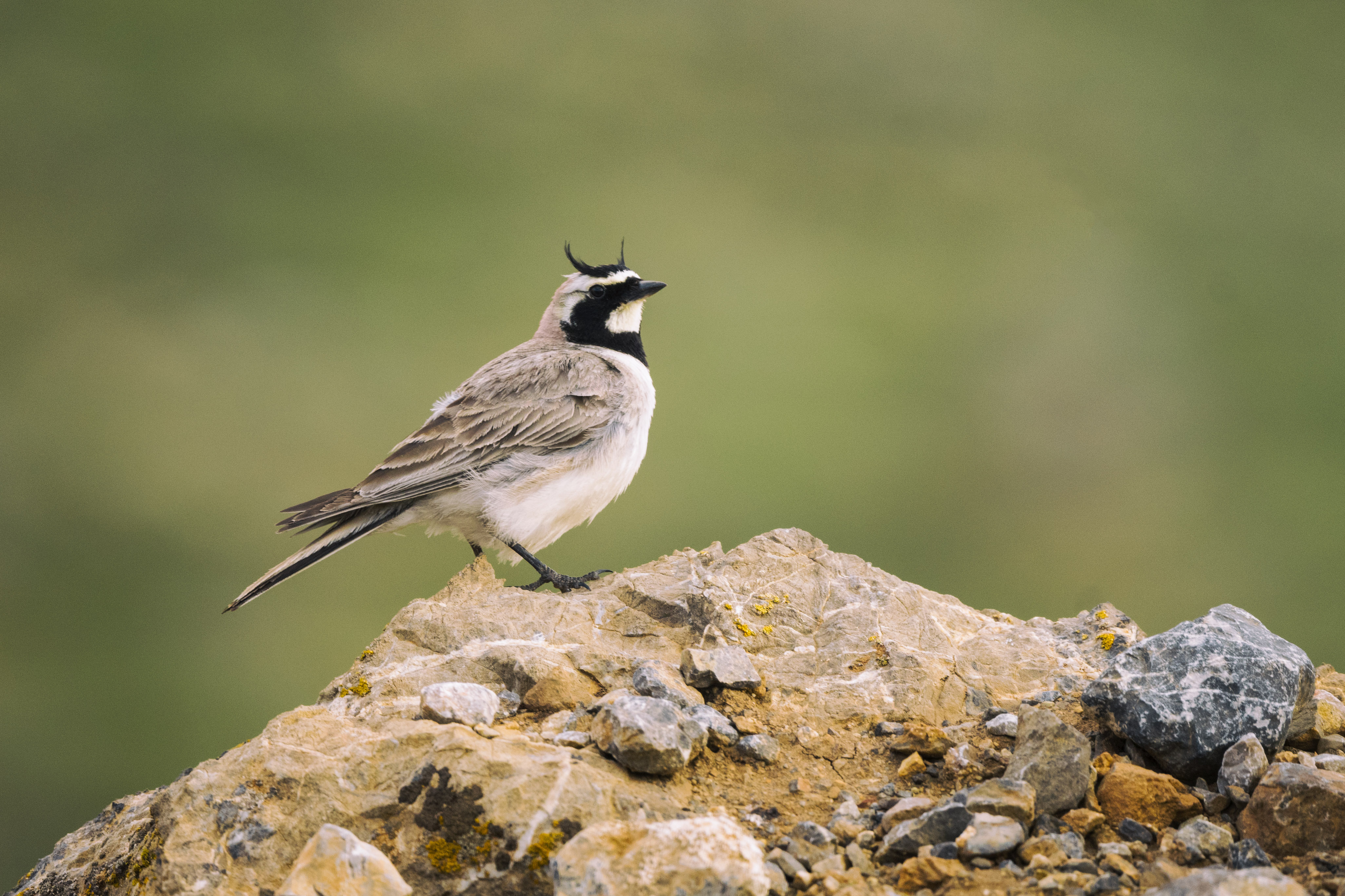 Horned Lark