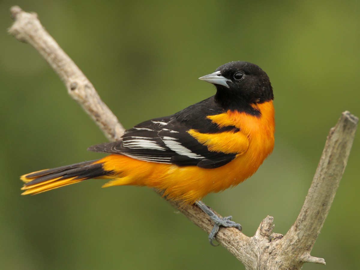 Baltimore Oriole Bird Look Like
