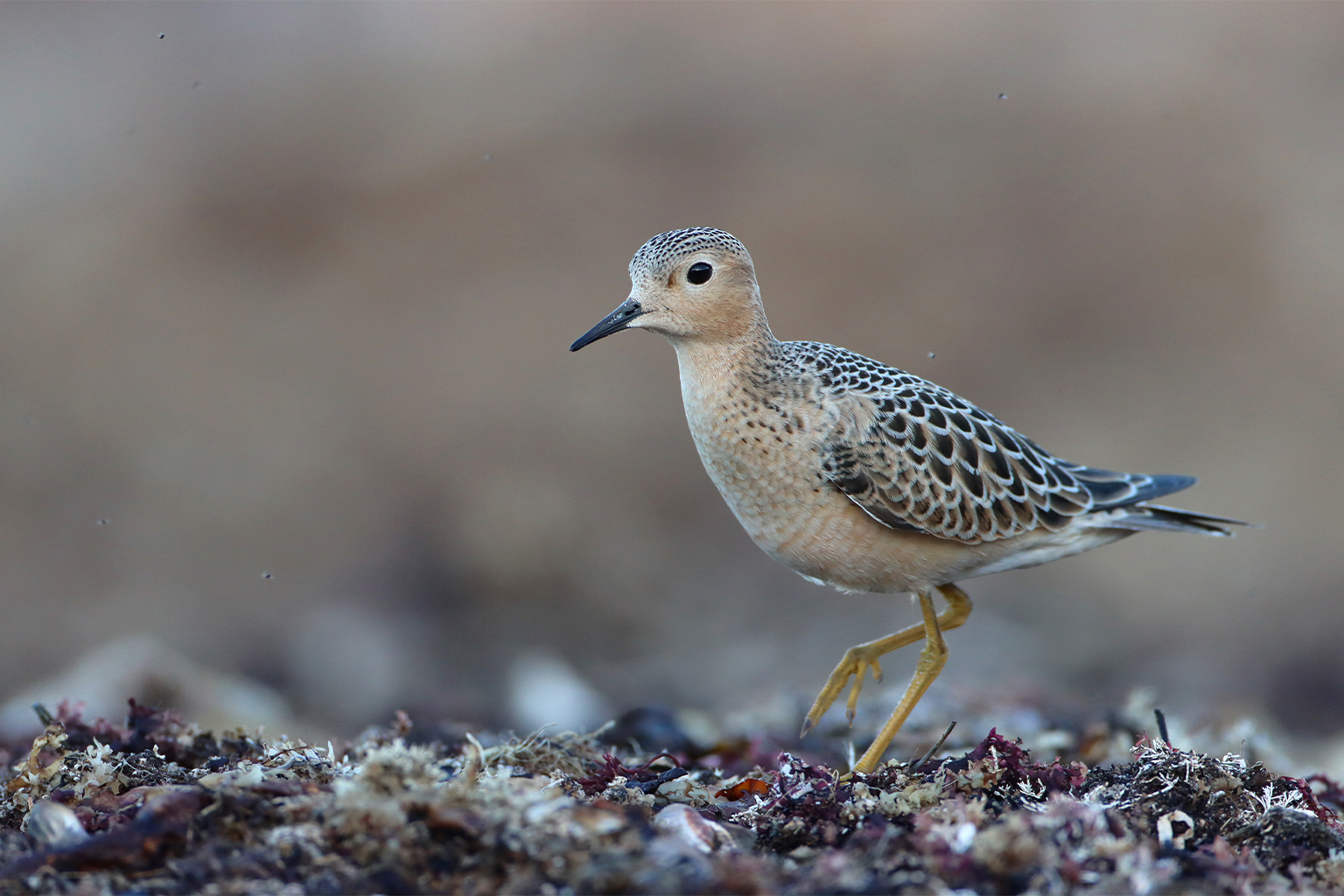 Americas Flyway Atlas 2026