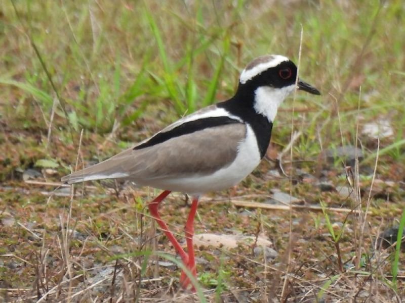 Best Lodges for a 10-Day Amazon Birding Tour