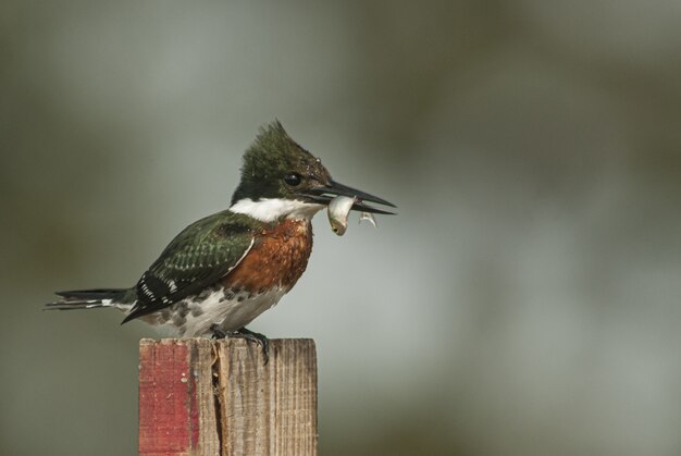 10-day Amazon birding tour