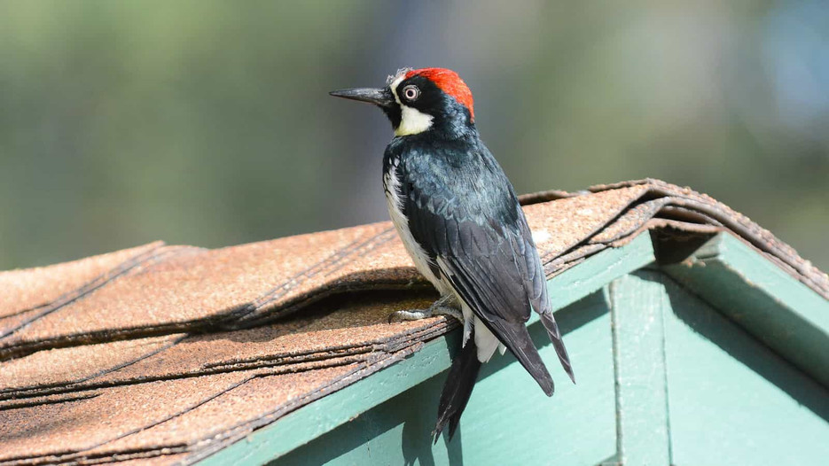 Get Woodpeckers to Leave a House Alone