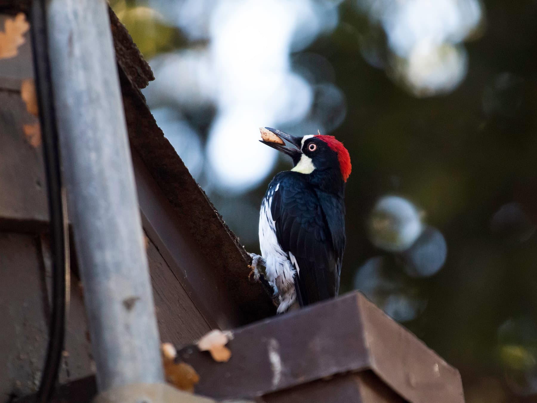 Keep Woodpeckers Away