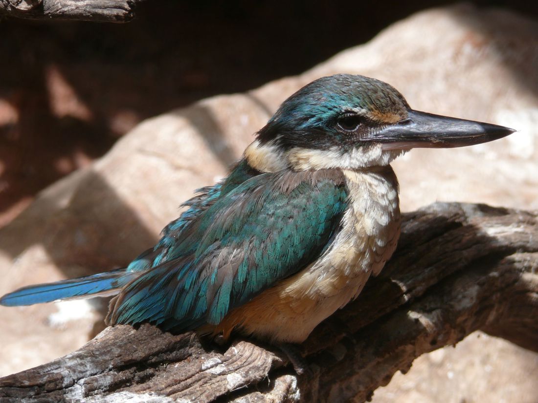 Best Bird Watching in Australia