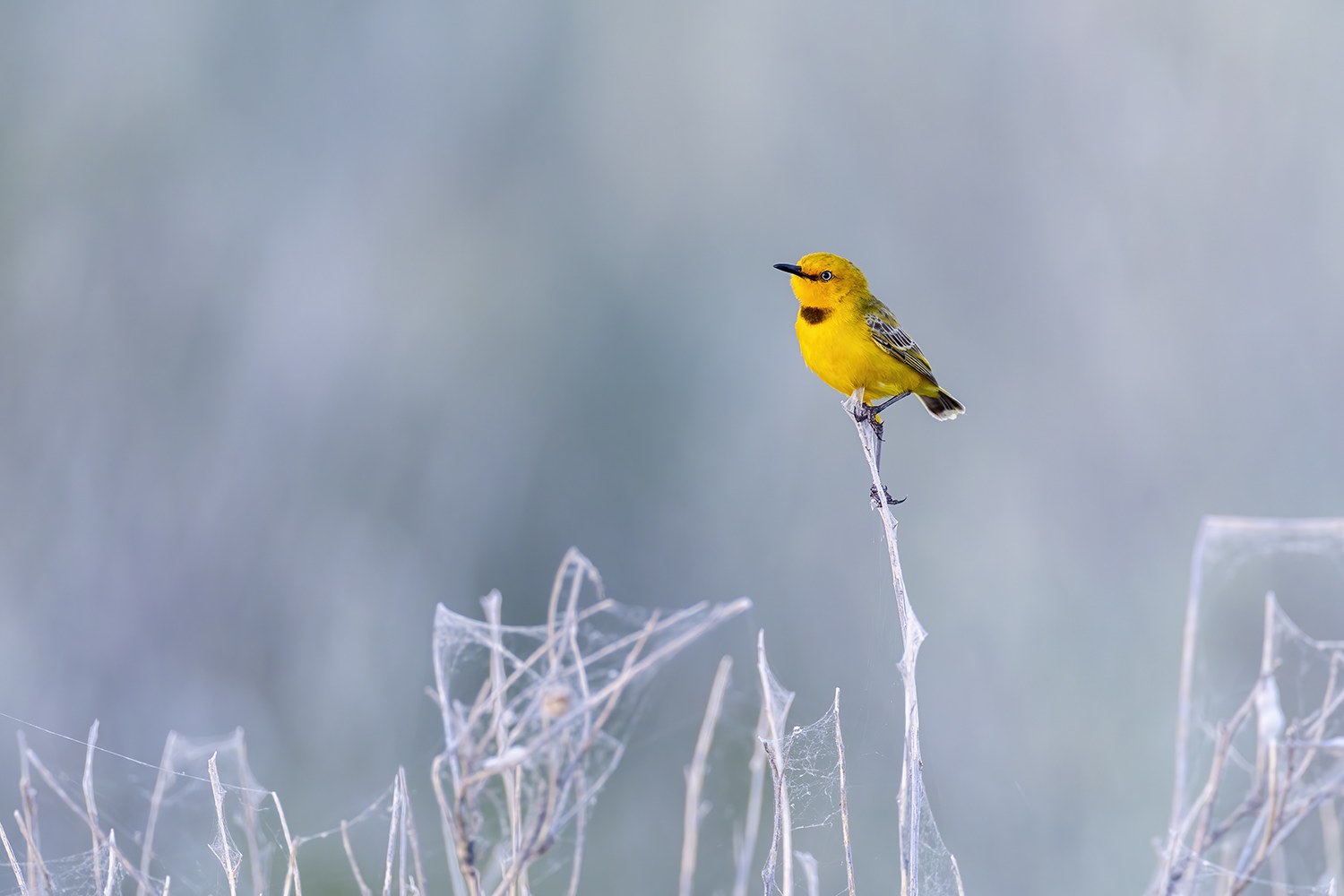 Brisbane is a Hidden Capital for Bird Photography