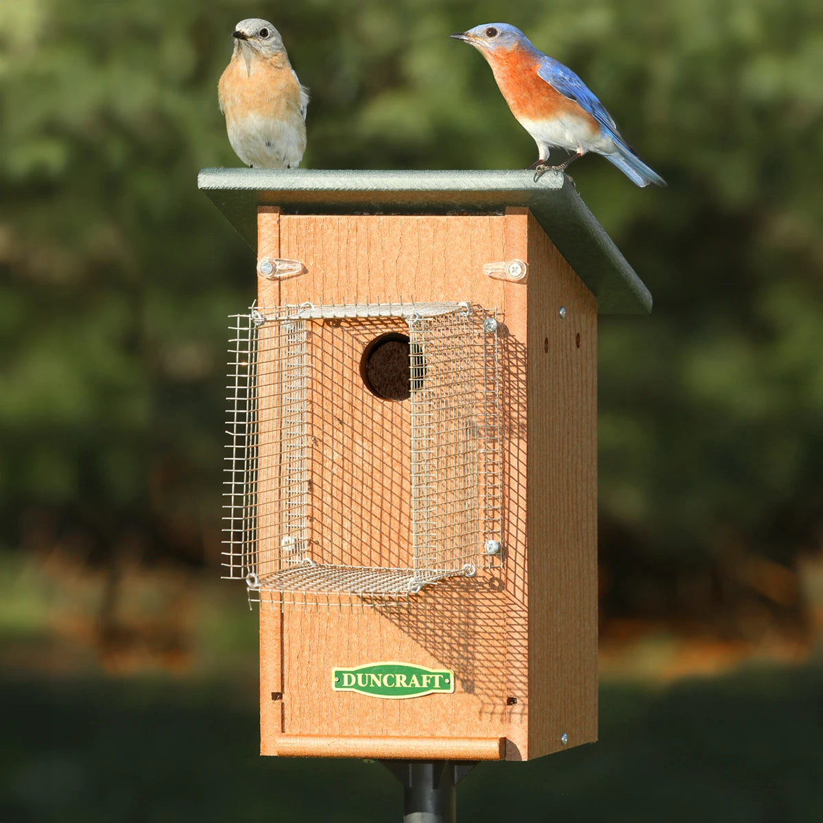 bluebird house sparrow proof
