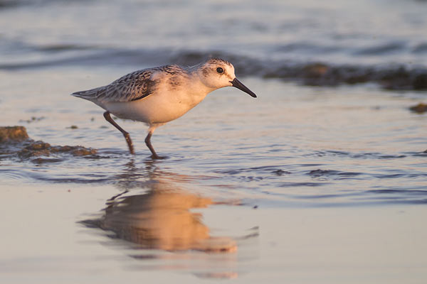 Best time of day for bird photography