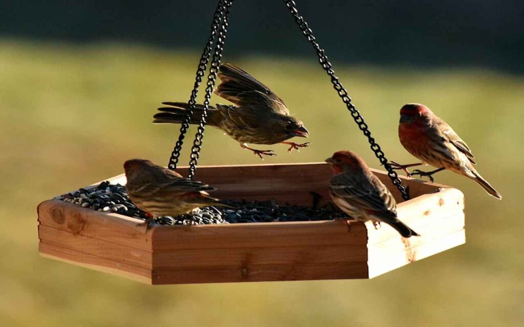 Best Time of Day for Bird Watching