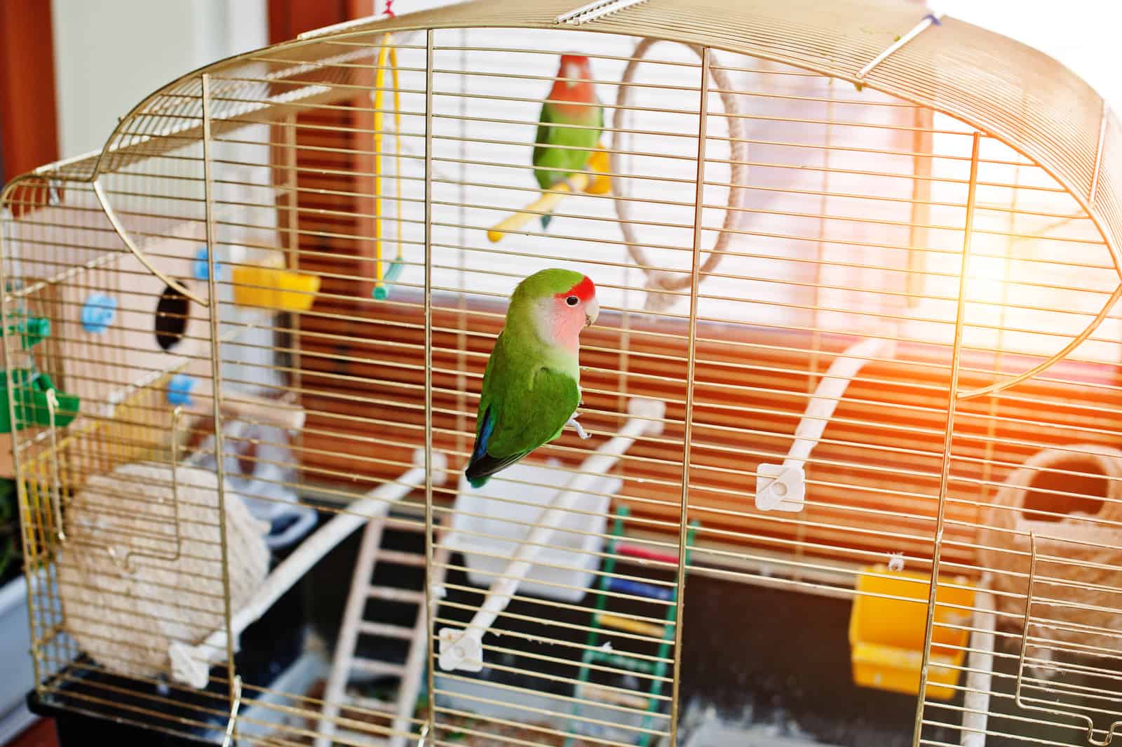 Tame Lovebird Stay Out All Day