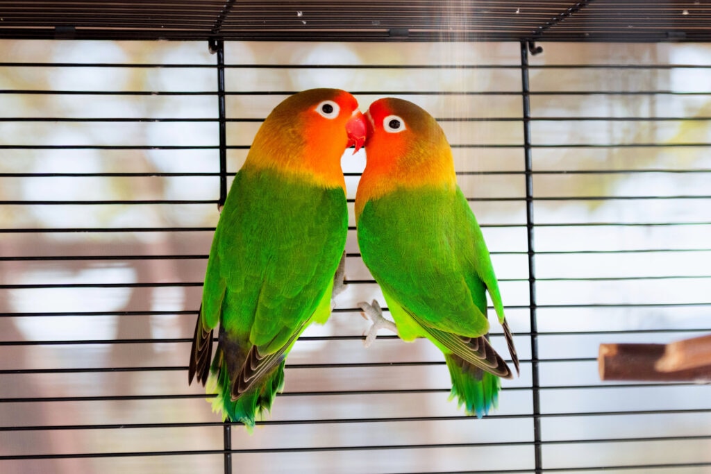 lovebird daily care requirements