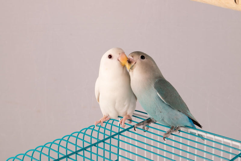 Lovebird Daily Care Requirements Beyond
