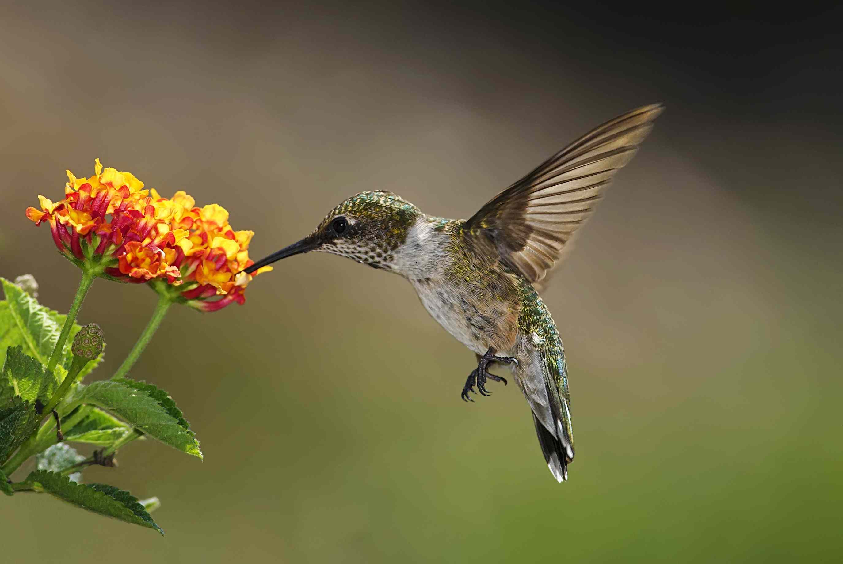 Best Plants for Hummingbird Conservation Backyard