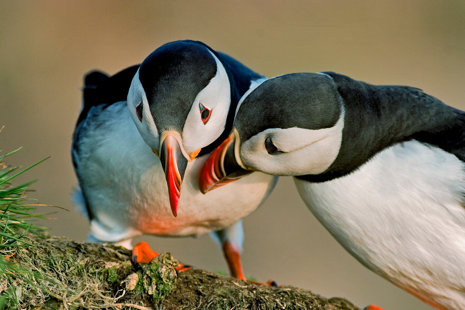 where to watch puffin rock