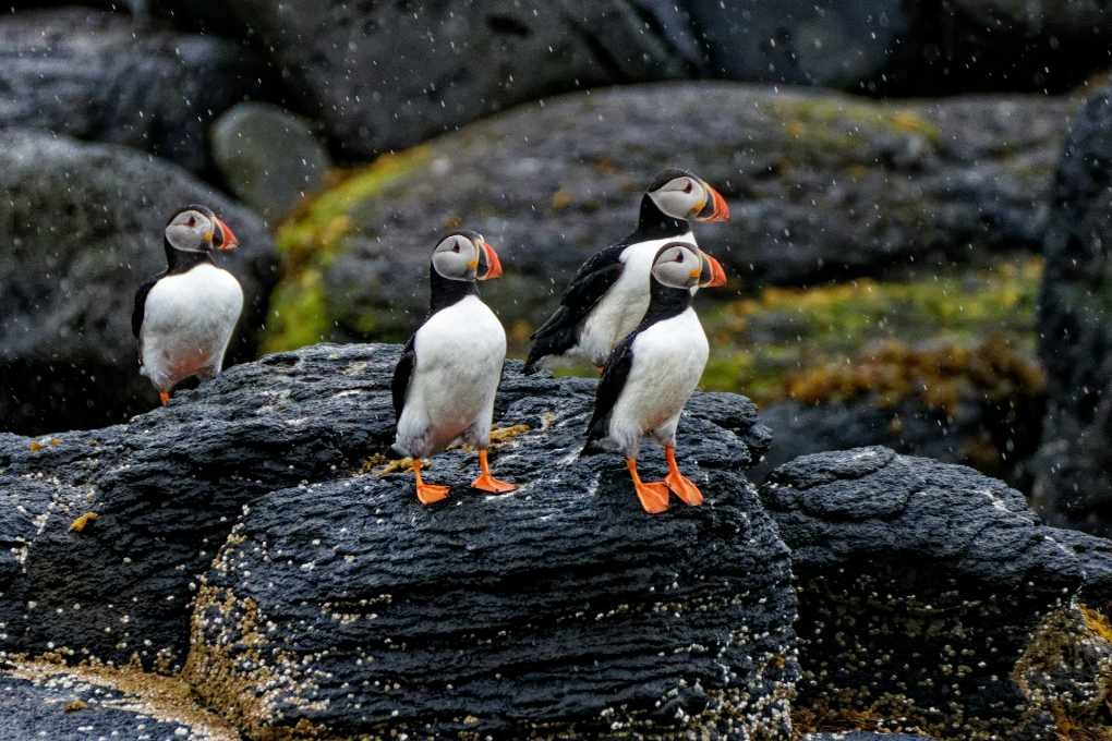puffin watching Maine