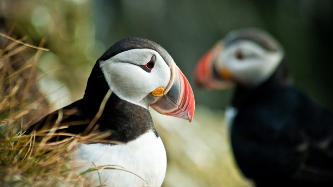 puffin watching tours Iceland