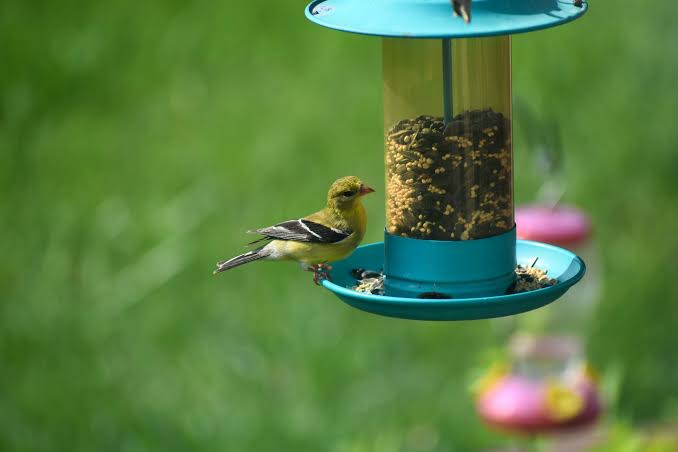 Backyard Birding Tips