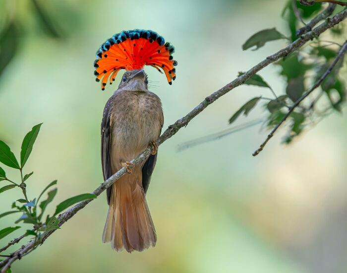 Costa Rica – Where I Fell in Love With Birding