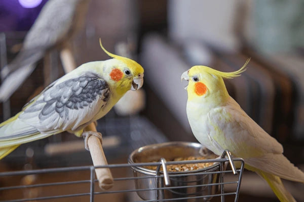 Great pet birds for beginners