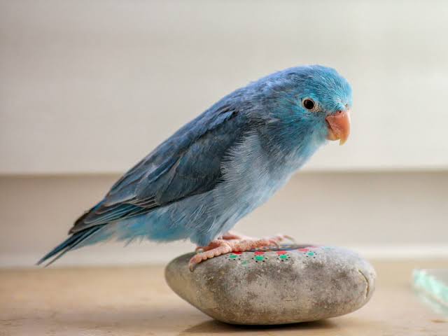 great pet birds for beginners