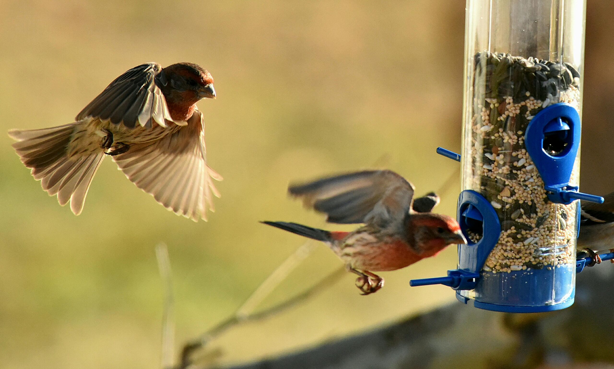 Hawks Visit Bird Feeders