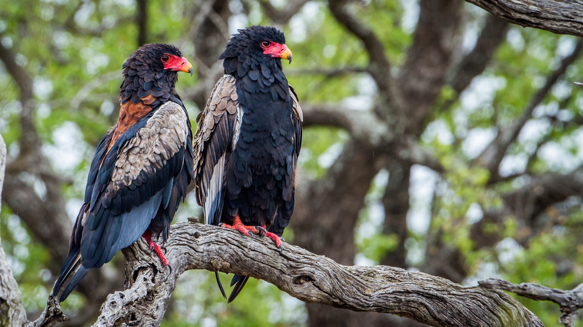 Birdwatching tour itineraries