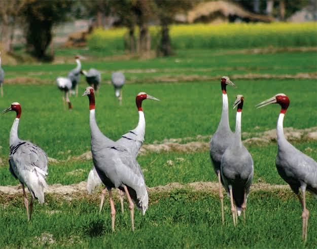 For Small Group Birding