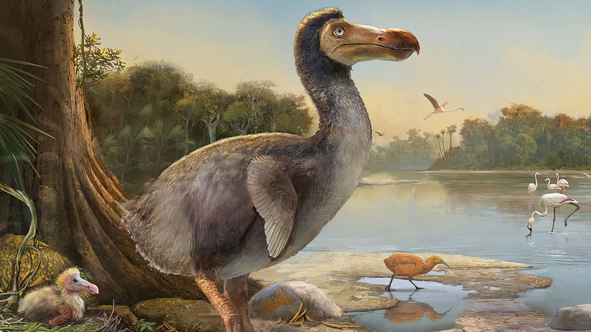 Were dodo birds dangerous