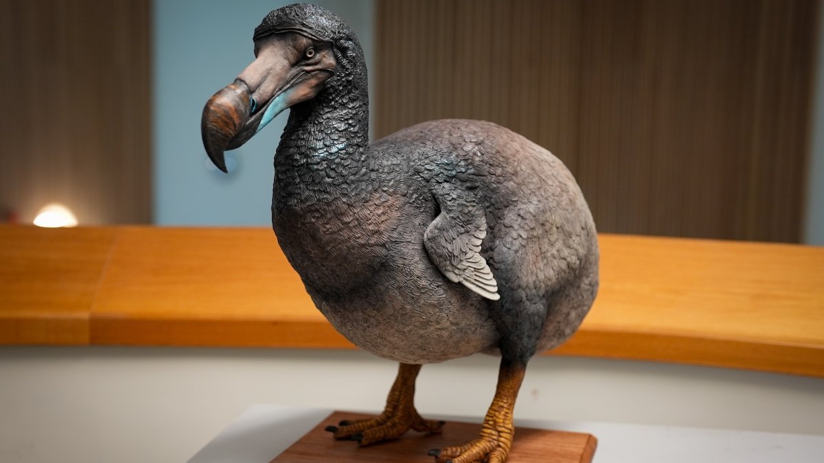 Did the Dodo Bird Go Extinct