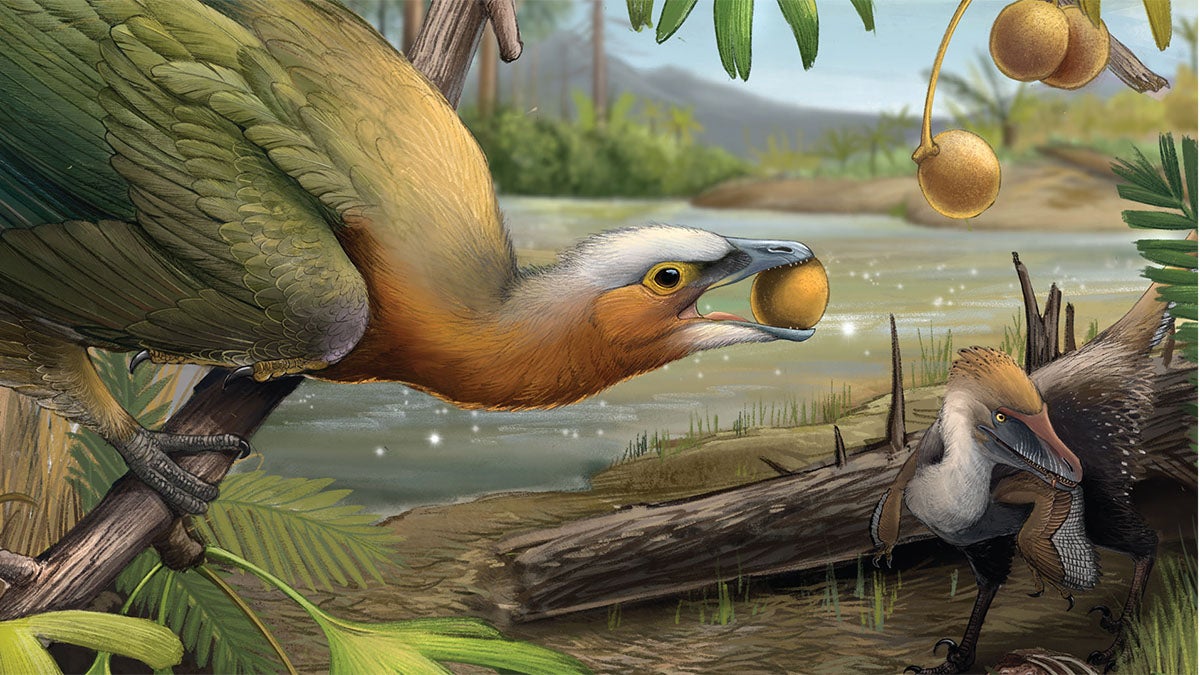 birds evolved from dinosaurs
