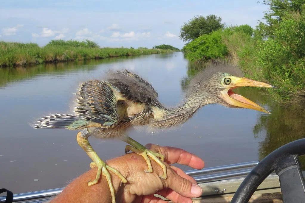 Are Birds Dinosaurs