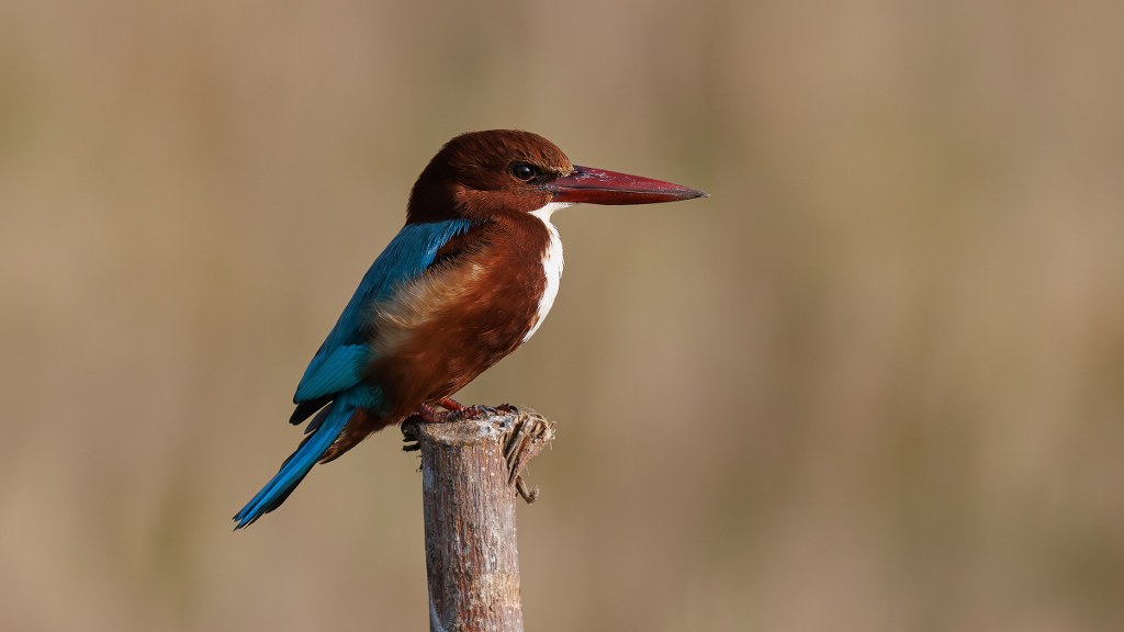 best binoculars for backyard bird watching