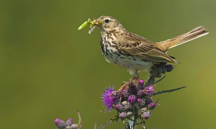 Deter Nuisance Birds Safely and Humanely